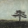 Deeply Rooted