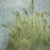 Up To Where The Wild Grass Grows (Close-up)
