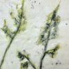 Wild Grass (Close-up)