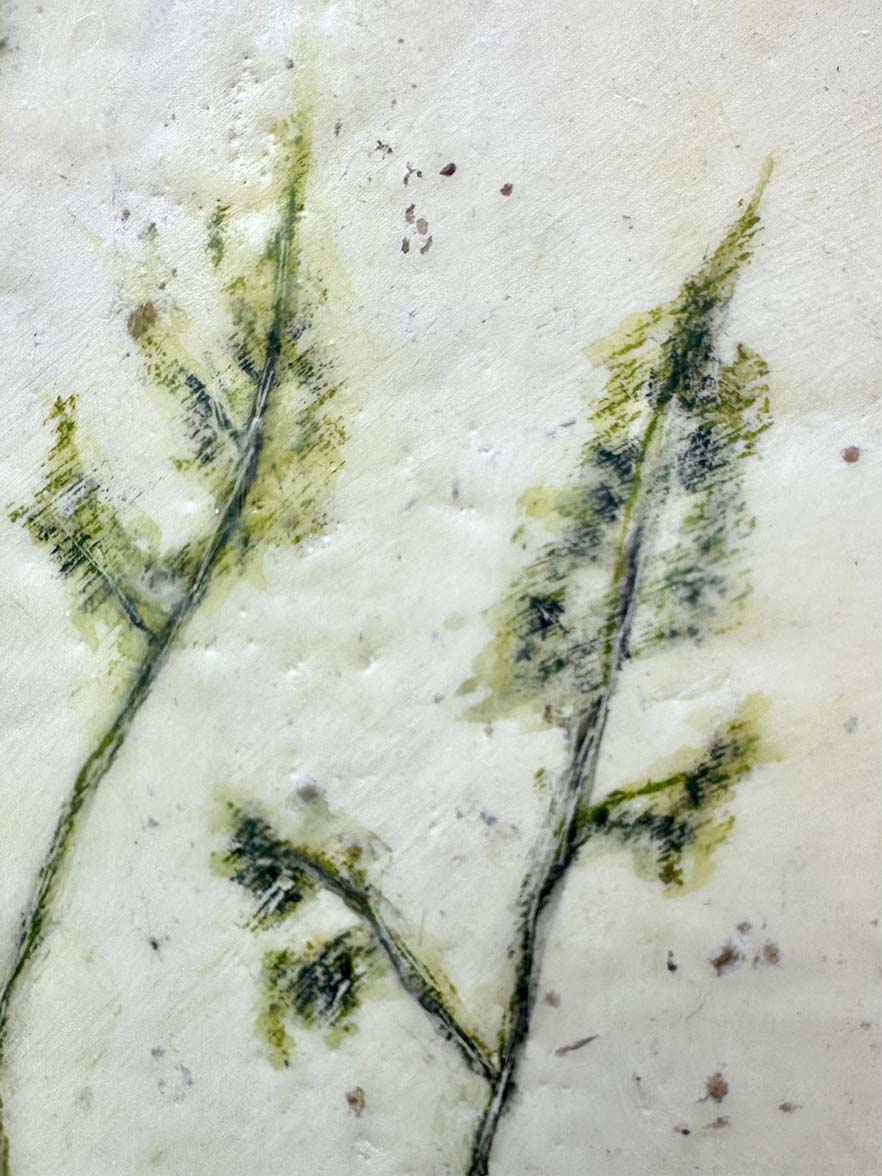 Wild Grass (Close-up)